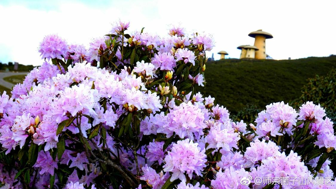 近日社交推广差异化定制您的生产管理平台:内容审核、流量分发与变现的中枢平台,抖音业务秒网自助下单：微信服务在线订单即发系统